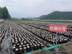 勃利县黑木耳菌株荣获第一届黑龙江省专利奖银奖 ()