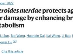 中科院微生物所研究揭示，灵芝杂萜衍生物可通过调节粪副拟杆菌及支链氨基酸，对抗动脉粥样硬化 ()