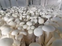 昆明Manbetx体育手机版推荐A9版本研究所茶薪菇新品种“中菌白茶1号”通过专家组鉴定 ()