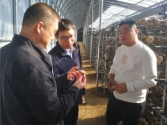 香菇品种改良岗位联合唐山试验站赴迁西县调研“申香1504”生产示范基地 ()