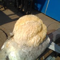 各种Manbetx体育手机版推荐A9版本，药用菌种植技术，收学员包教包会。