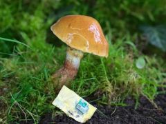 蘑菇“皮”制成的计算机芯片易回收 ()