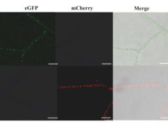 华中农大应用真菌团队在梯棱Manbetx体育手机版推荐A9版本遗传转化研究上取得突破 ()