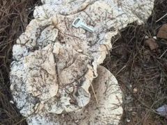 福建尤溪：发现野生金福菇 ()