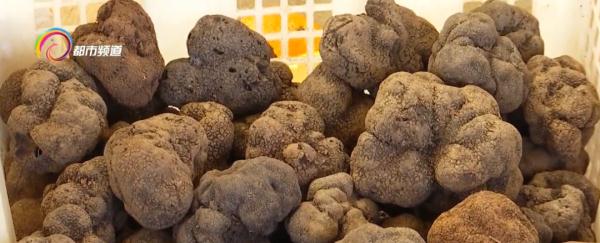 Manbetx体育手机版V17版本发布.官网安卓网.香港大降价!松露价格涨一倍,约2000元/公斤...