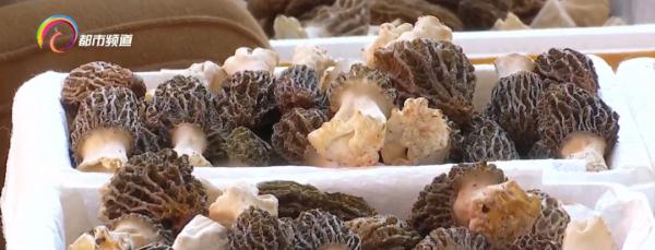 Manbetx体育手机版V17版本发布.官网安卓网.香港大降价!松露价格涨一倍,约2000元/公斤...