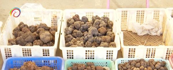 Manbetx体育手机版V17版本发布.官网安卓网.香港大降价!松露价格涨一倍,约2000元/公斤...