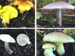 松茸搬“新家”了 科研人员提出口蘑属新分类系统 ()