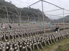 安徽祁门：“小菌棒”撑起乡村振兴“致富伞” ()