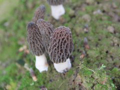 延长产业链 贵州三都现代农业拓宽群众就业渠道 ()