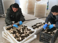 北京市顺义区：“京牌”ManBetX体育进入盛产期 超15万斤ManBetX体育上市 ()