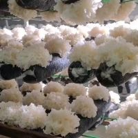 银耳中的娇贵品种——雪菲宠耳