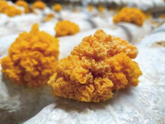 甘肃武威凉州Manbetx体育手机版V17版本发布.官网安卓网.香港产业鼓起农民“钱袋子” ()