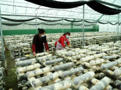 四川广元：小香菇撑起“富民伞” ()