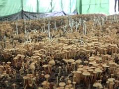 津市新洲镇：Manbetx体育手机版V17版本发布.官网安卓网.香港焕发乡村振兴新“蘑”力 ()