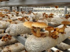 河南鹤壁市山城区，Manbetx体育手机版V17版本发布.官网安卓网.香港助力乡村振兴 ()