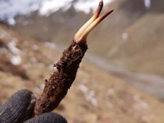 冬虫夏草应该如何选择？