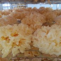 吃银耳就吃好银耳雪菲宠耳是首选常年供应大量现货