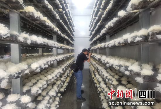  图为通江银耳产业生产车间一角。苗志勇 摄
