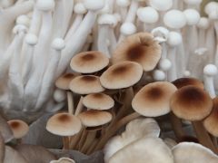 从“卖花菇”转向“卖品牌”！十堰市Manbetx体育手机版推荐A9版本产业研究院揭牌 ()