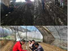 陇南市农科所开展Manbetx体育手机版V17版本发布.官网安卓网.香港新品种引进试验和连作障碍防控技术试验进展情况调研 ()