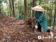 创新天麻钵栽种植法 提高经济效益 ()