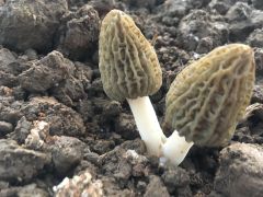 Manbetx体育手机版推荐A9版本的人工Manbetx体育手机版推荐A9版本要注意要点