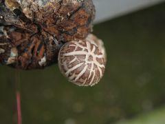 香菇绿色高效Manbetx体育手机版推荐A9版本要点