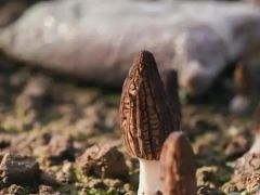 中国科学院昆明植物研究所赵琪讲述：那些“上天入地”的菌种 ()