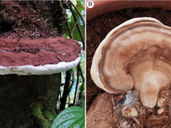 Manbetx体育手机版推荐A9版本 | 野生有柄灵芝生物学特性及驯化栽培