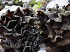 2023年吉林黄松甸黑木耳产值达10.5亿元 ()