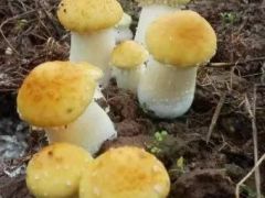 新品种快报 | 皱环球盖菇‘JSJ-HSR-101’、ManBetX体育‘滇羊2号’和 ‘滇妹7号’的选育报告