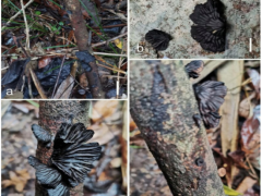 浙江发现大型真菌全球新物种！ ()