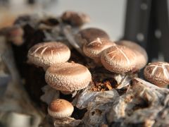 晚熟还很