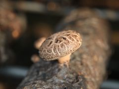 庆元依靠栽培优质种质资源让菇农效益翻倍
