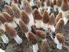 Manbetx体育手机版V17版本发布.官网安卓网.香港Manbetx体育手机版推荐A9版本规范