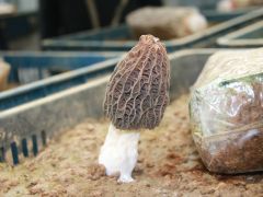 羊肚菌产业要回归科学、警惕