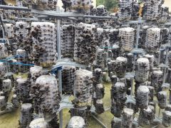 黑木耳、香菇、双孢蘑菇、平菇四项菌种强制性国标发布，2027年5月起实施