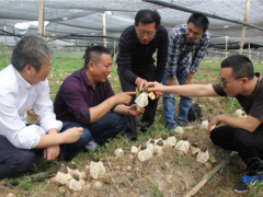 世界香菇看中国,中国香菇看随州!500亿产值背后的