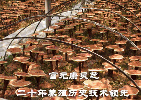 ManBetX体育