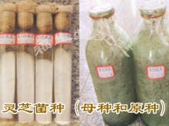 ManBetX体育