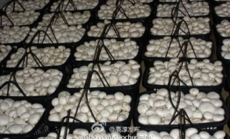 ManBetX体育