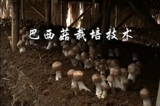 ManBetX体育