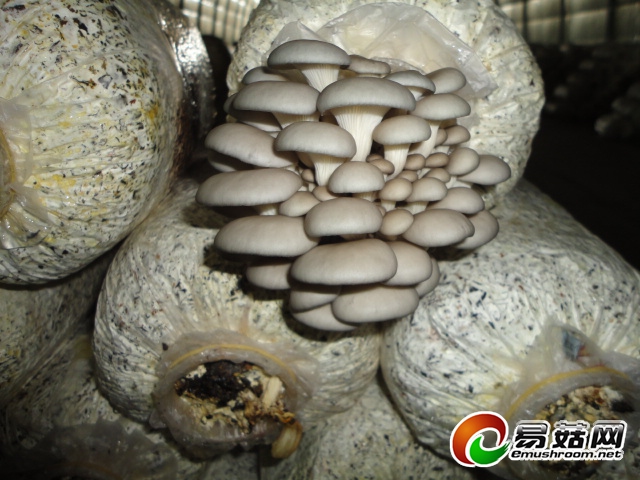 ManBetX体育