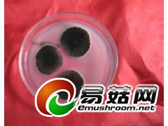 ManBetX体育