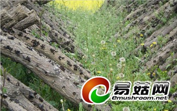 ManBetX体育