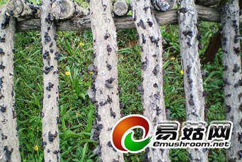 ManBetX体育