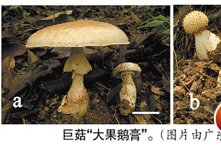 ManBetX体育
