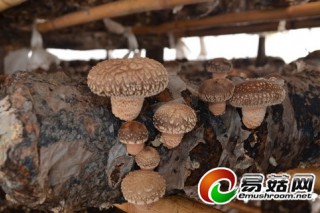 ManBetX体育