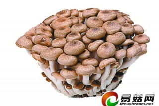 ManBetX体育